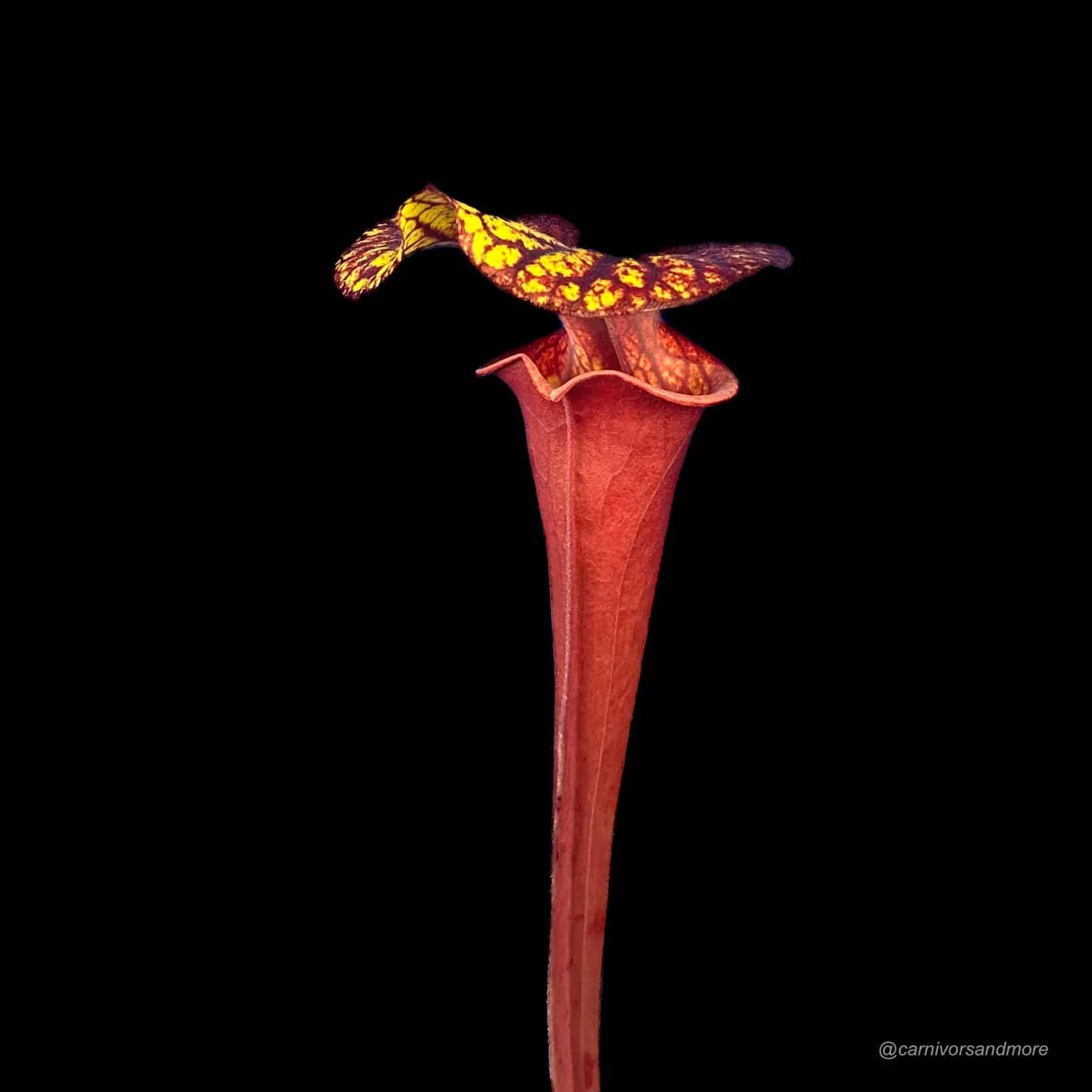 Sarracenia flava var. rubricorpora, Liberty Co, Florida, MK F 30 大森食虫植物農園
