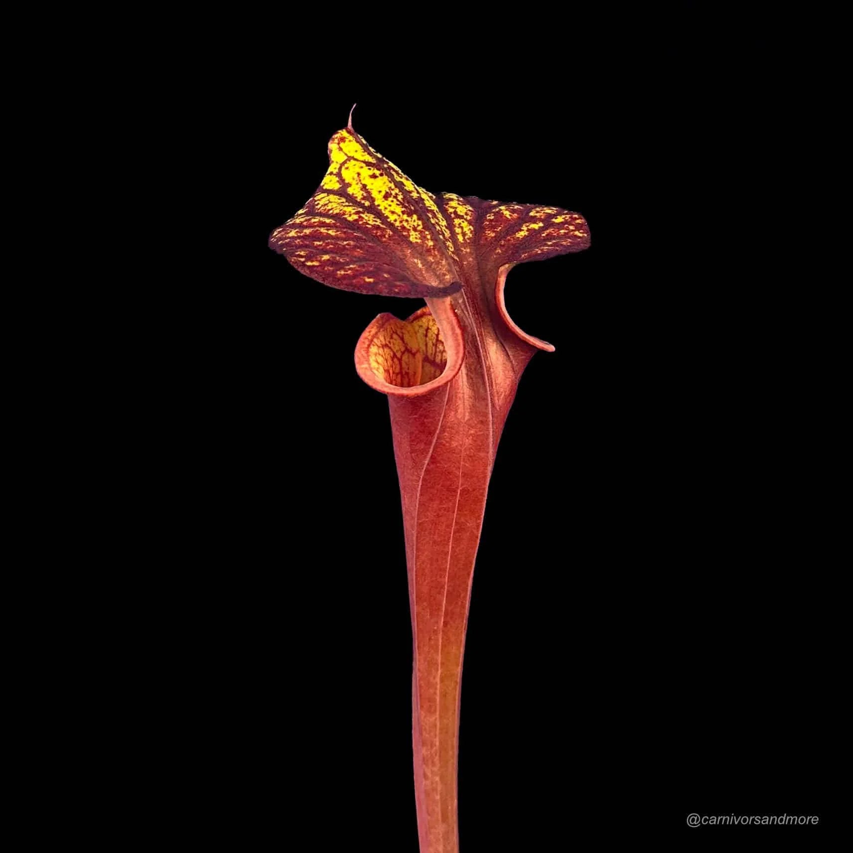 Sarracenia flava var. rubricorpora, Liberty Co, Florida, MK F 30 大森食虫植物農園