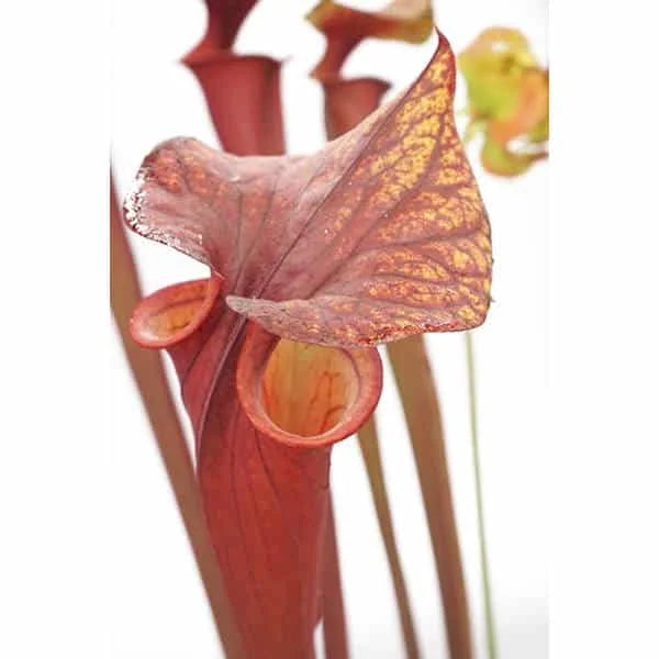 Sarracenia flava var. rubricorpora (RCP1), Apalachicola FL 大森食虫植物農園