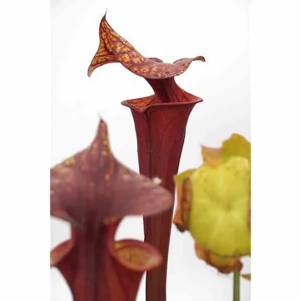 Sarracenia flava var. rubricorpora (RCP1), Apalachicola FL 大森食虫植物農園