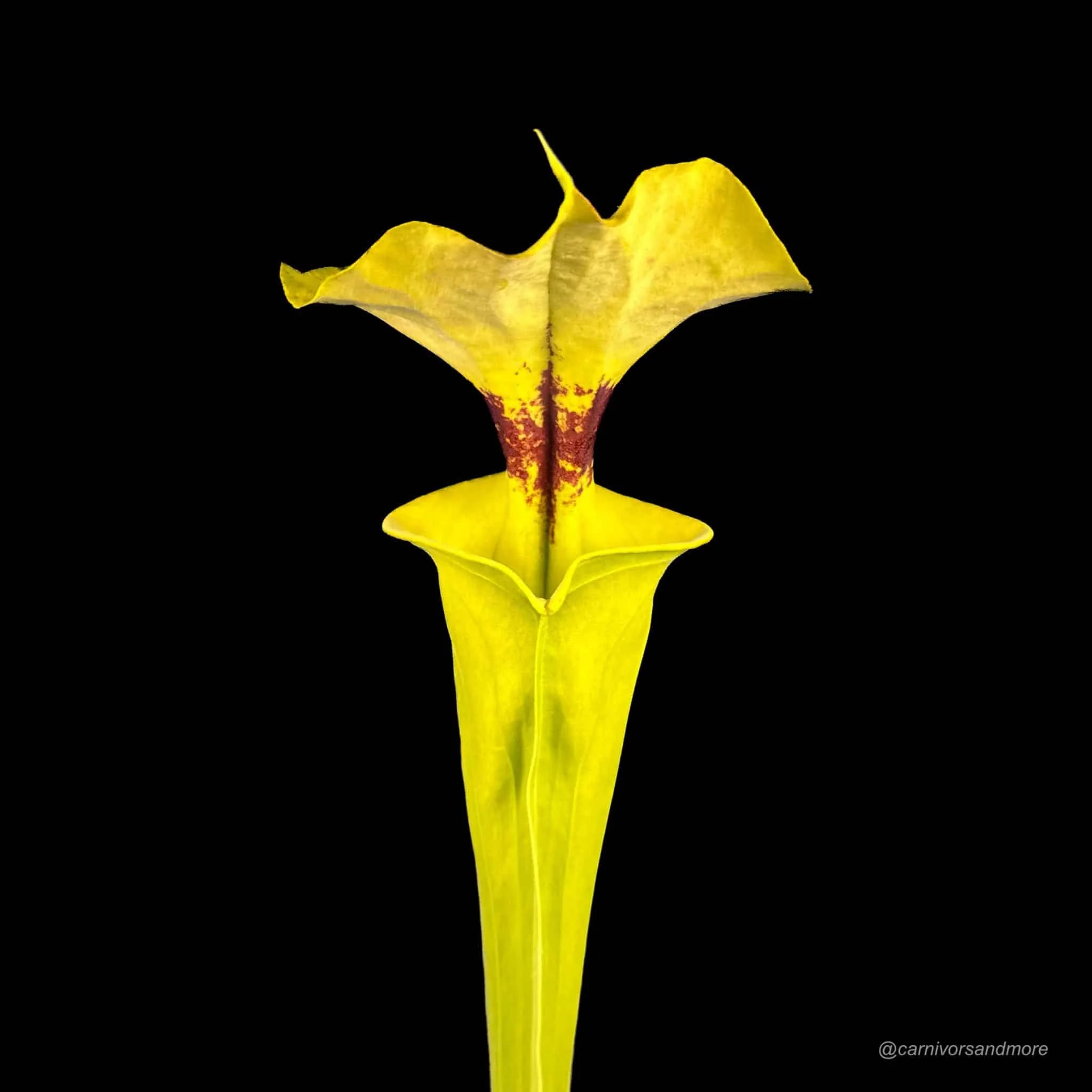 Sarracenia flava var. rugelii MK F 175 b, Crestview, Okaloosa Co., FL 大森食虫植物農園