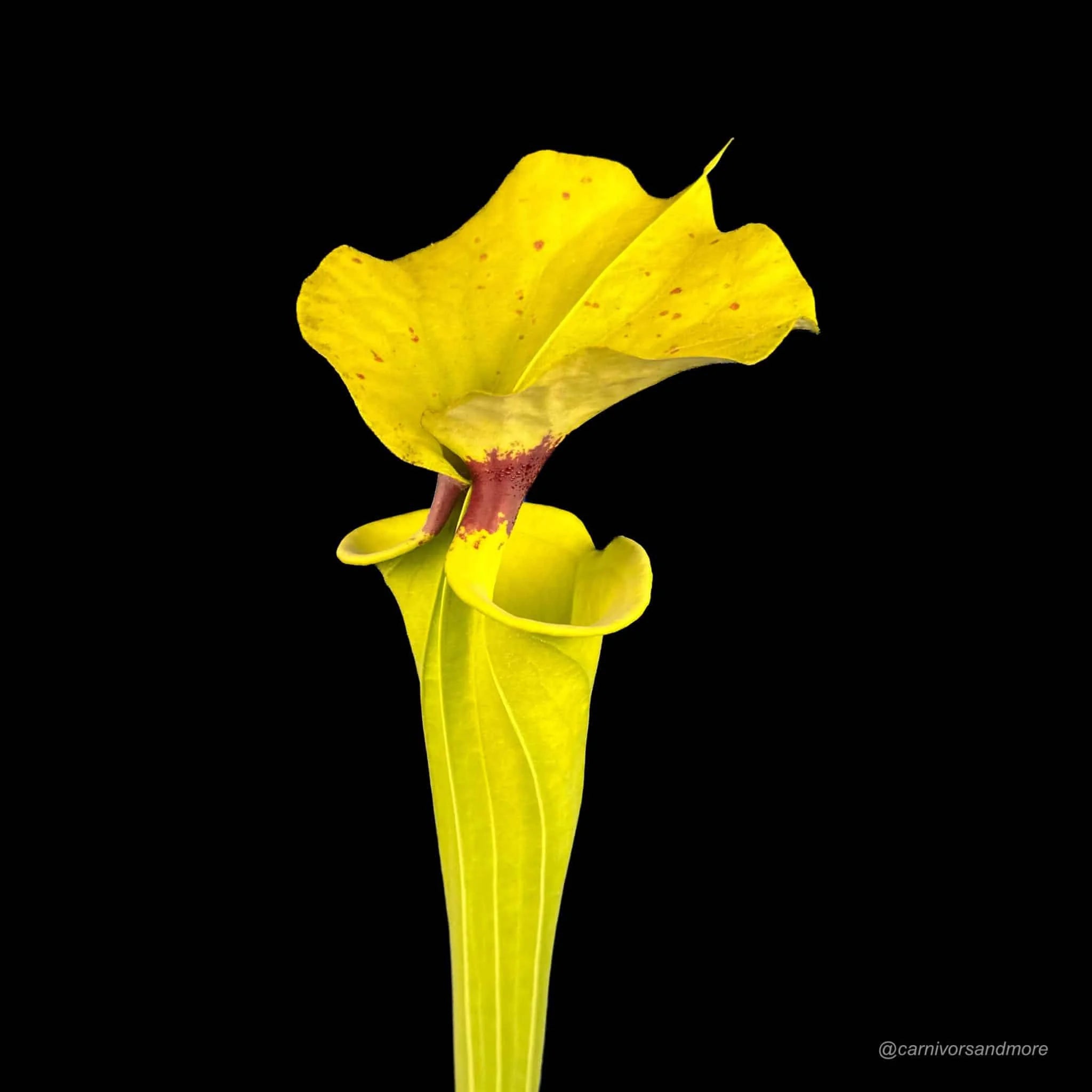 Sarracenia flava var. rugelii MK F 175 b, Crestview, Okaloosa Co., FL 大森食虫植物農園