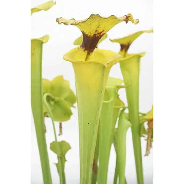 Sarracenia flava var. rugelii MK F 53, Clone 6, Milton FL 大森食虫植物農園