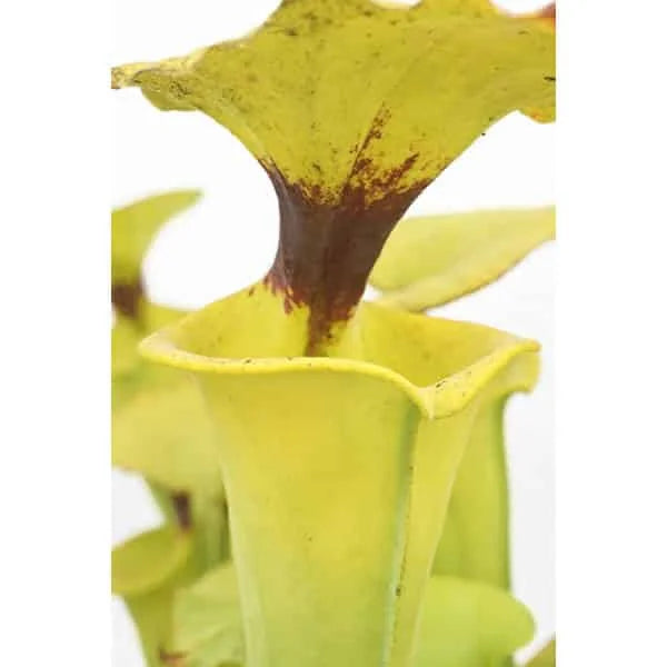 Sarracenia flava var. rugelii MK F 53, Clone 6, Milton FL 大森食虫植物農園