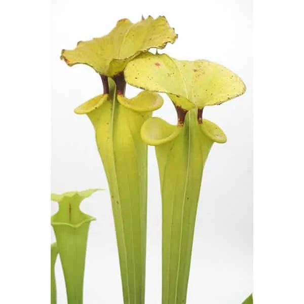 Sarracenia flava var. rugelii MK F 53, Clone 6, Milton FL 大森食虫植物農園