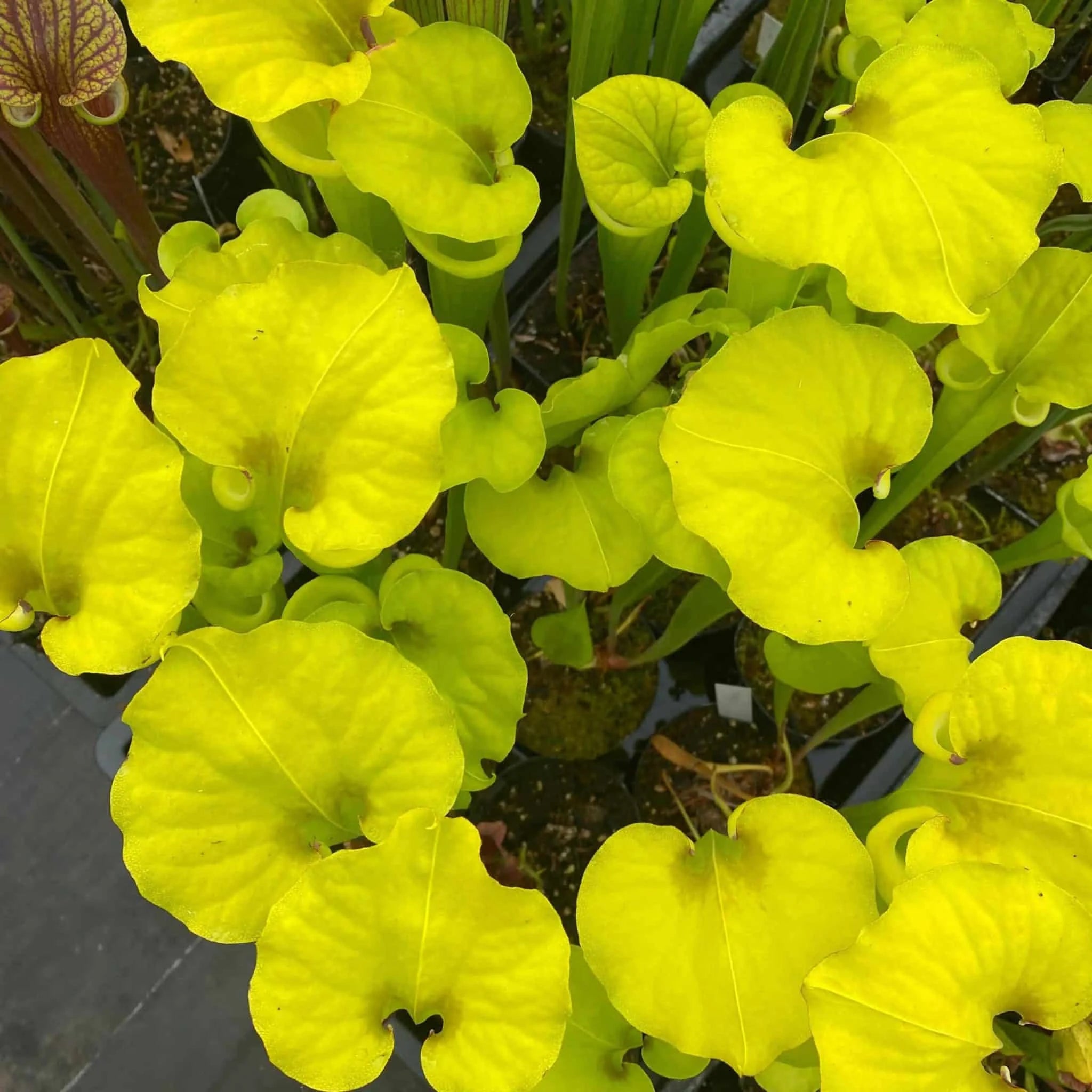 Sarracenia flava var. rugelii MK F 53, Clone 6, Milton FL 大森食虫植物農園