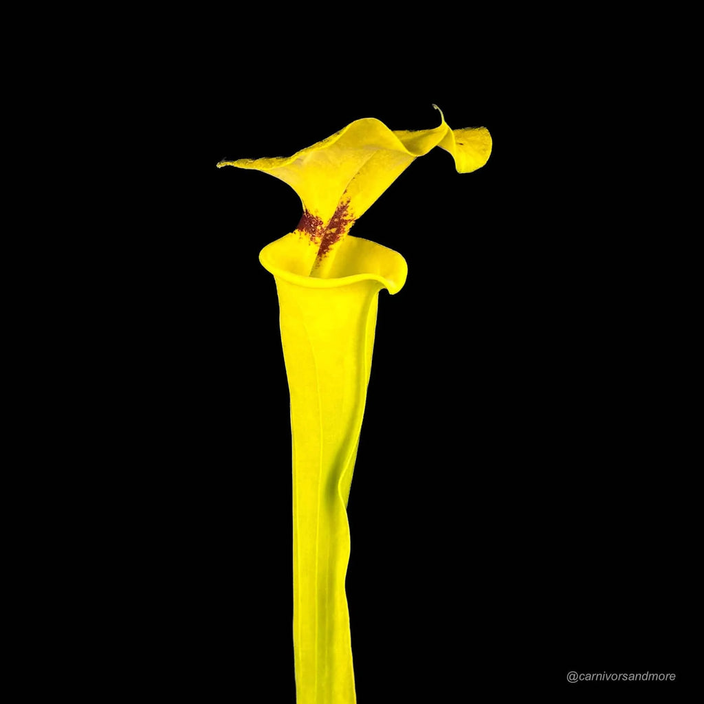 Sarracenia flava var. rugelii, Apalachicola, Fl, MK F 100, ex Alan Hindle, 40 cm 大森食虫植物農園