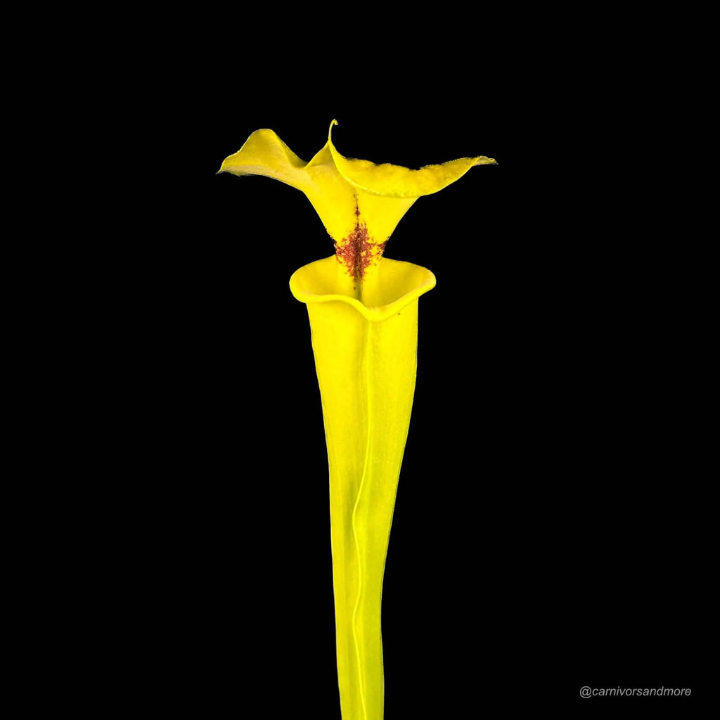Sarracenia flava var. rugelii, Apalachicola, Fl, MK F 100, ex Alan Hindle, 40 cm 大森食虫植物農園