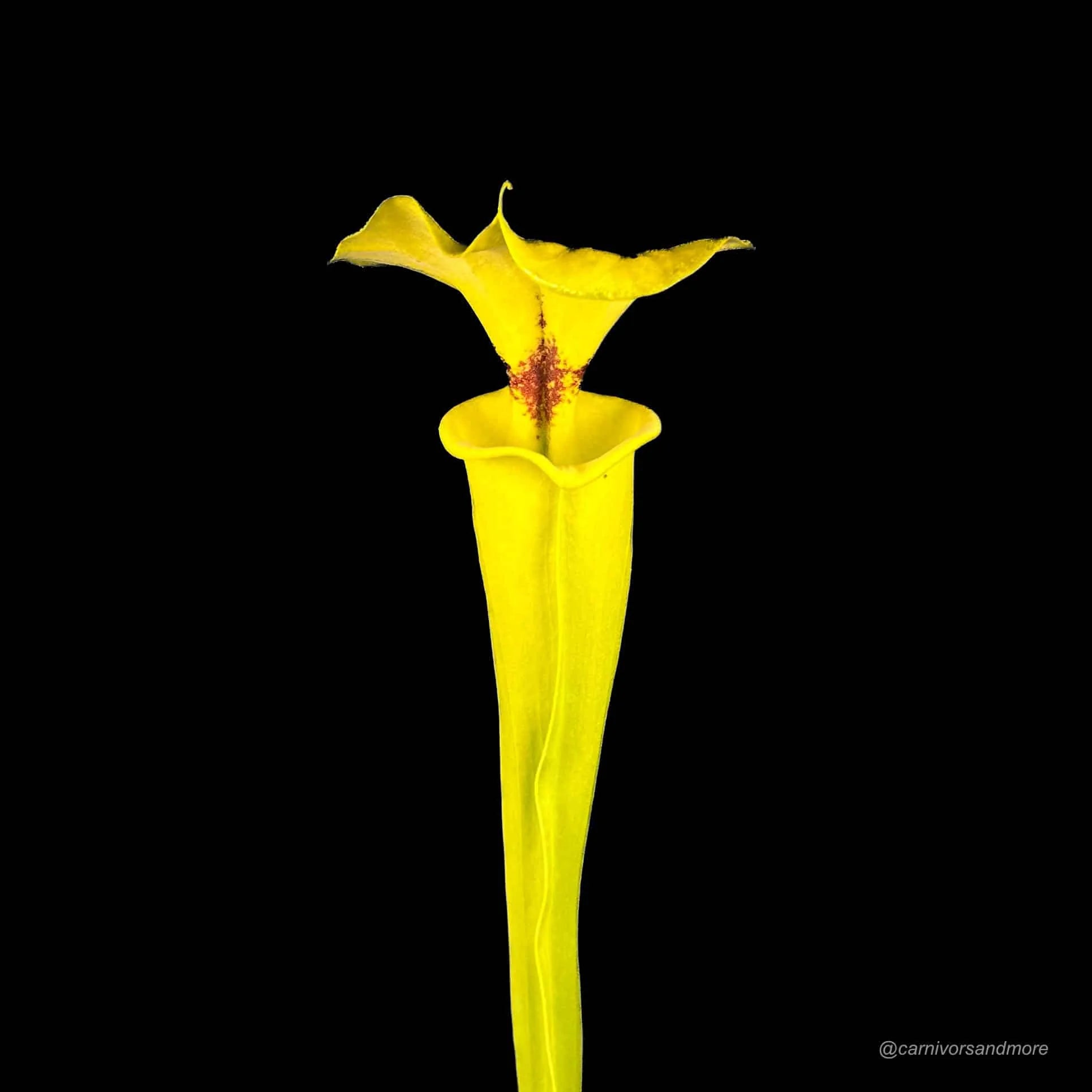 Sarracenia flava var. rugelii, Apalachicola, Fl, MK F 100, ex Alan Hindle, 40 cm 大森食虫植物農園
