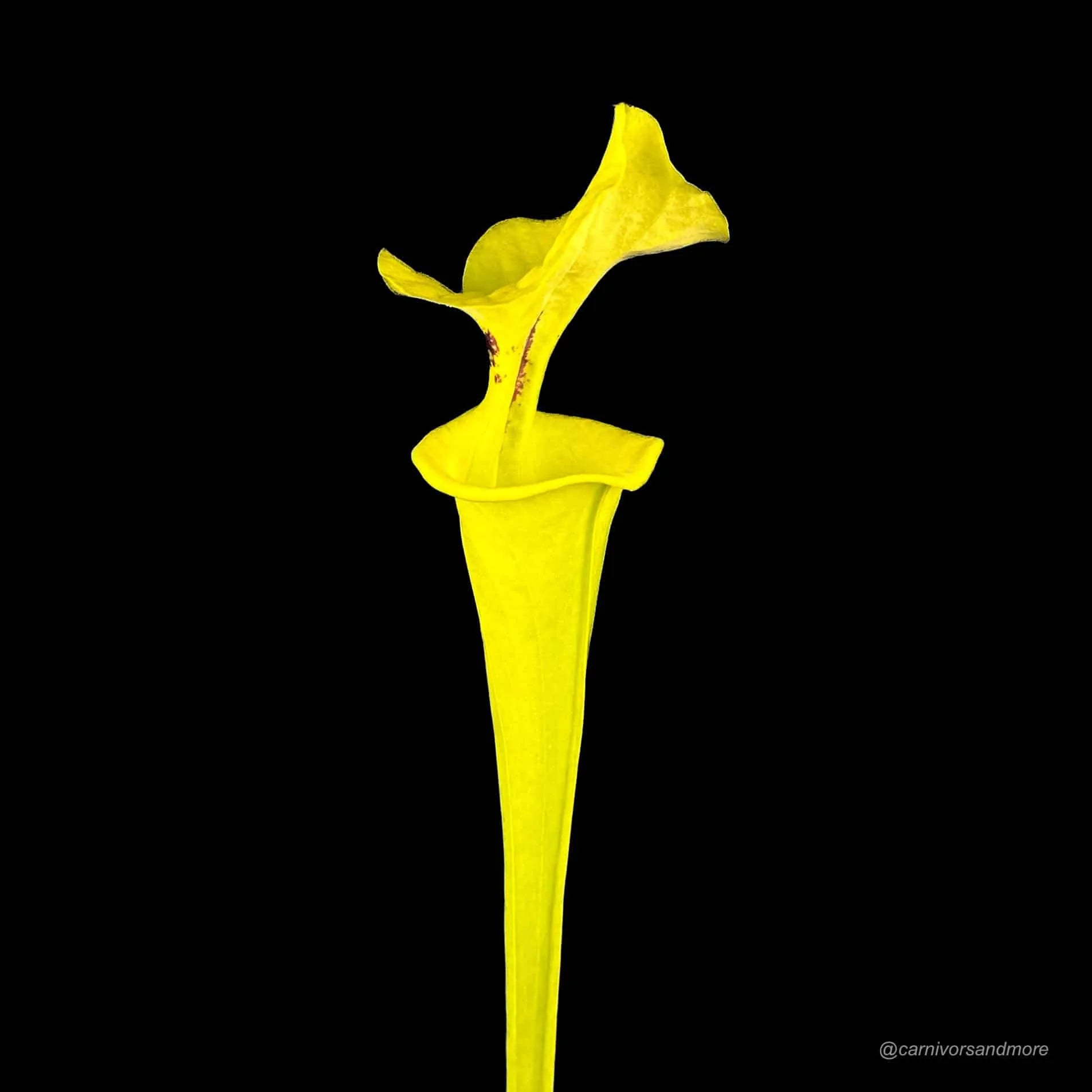 Sarracenia flava var. rugelii, Ben Hill Co, Georgia, MK F 7 大森食虫植物農園