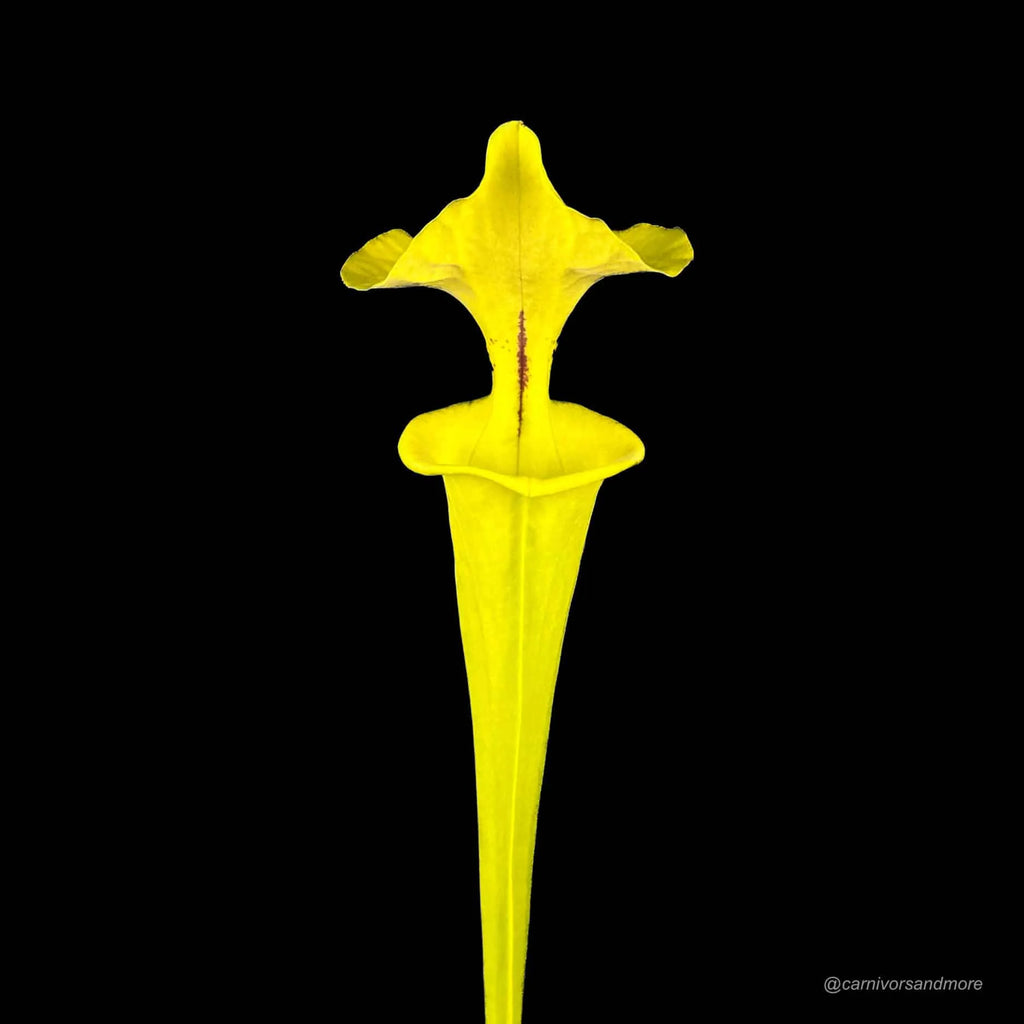Sarracenia flava var. rugelii, Ben Hill Co, Georgia, MK F 7 大森食虫植物農園