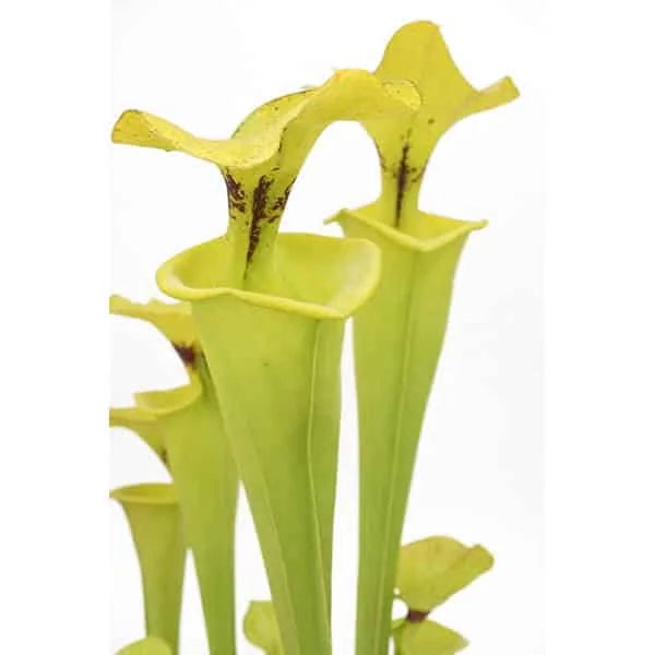 Sarracenia flava var. rugelii, Ben Hill Co, Georgia, MK F 7 大森食虫植物農園