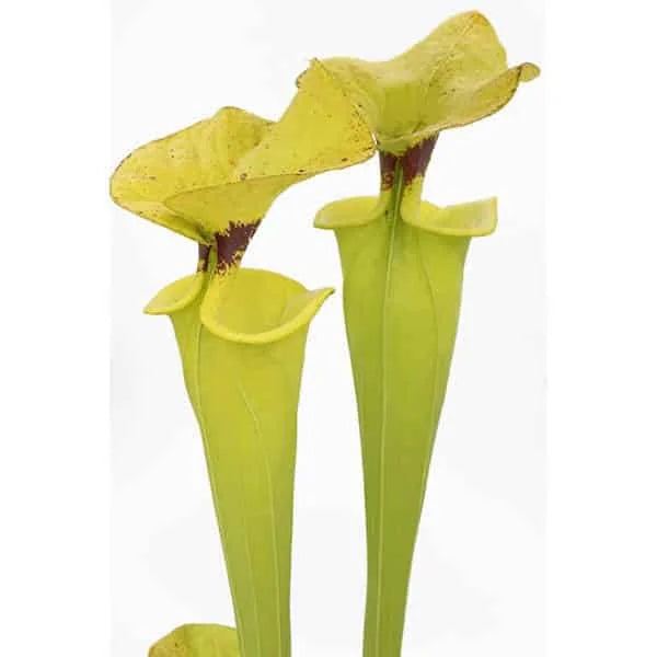 Sarracenia flava var. rugelii, Ben Hill Co, Georgia, MK F 7 大森食虫植物農園