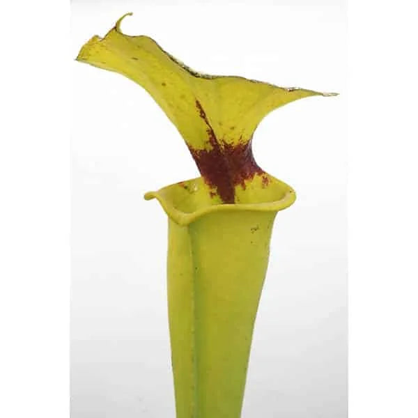Sarracenia flava var. rugelii, Big Meadow, Sumatra Florida, selection CK RU 1 大森食虫植物農園