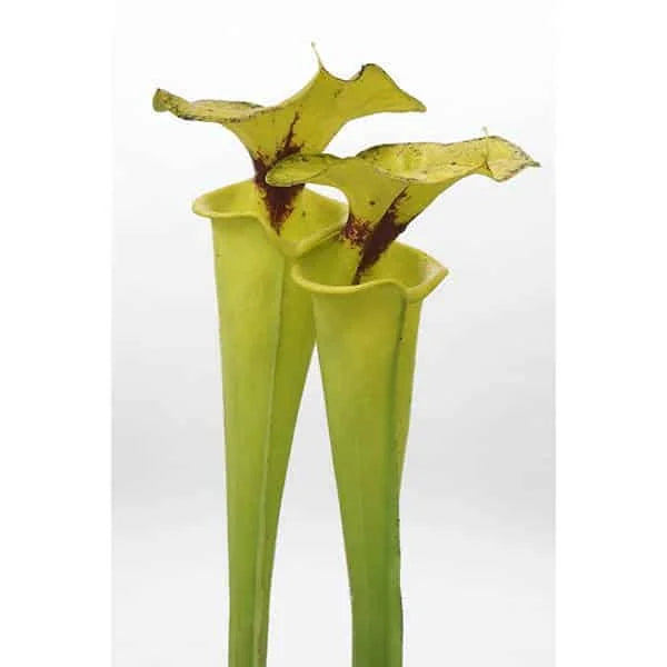 Sarracenia flava var. rugelii, Big Meadow, Sumatra Florida, selection CK RU 1 大森食虫植物農園