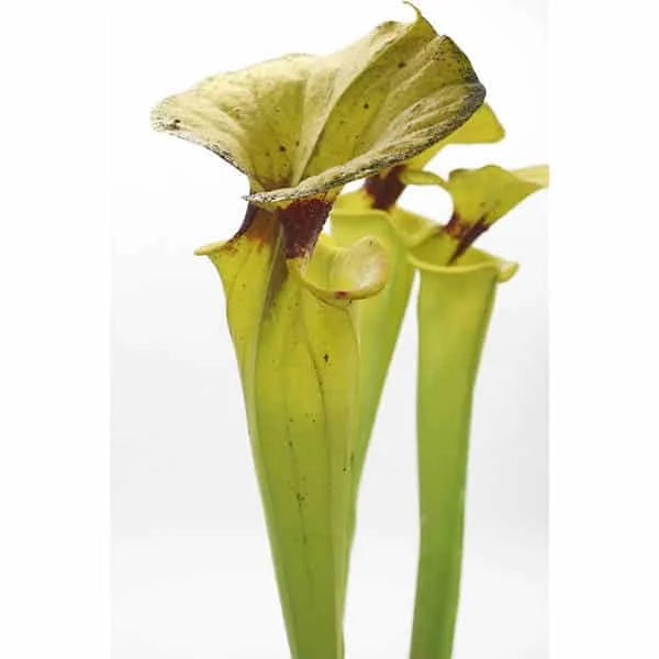 Sarracenia flava var. rugelii, Big Meadow, Sumatra Florida, selection CK RU 1 大森食虫植物農園