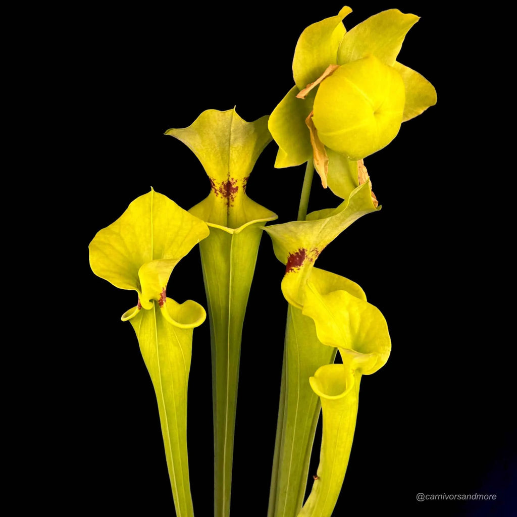 Sarracenia flava var. rugelii, Defuniak Springs, Fl 大森食虫植物農園