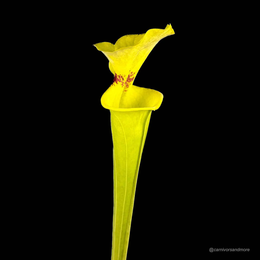 Sarracenia flava var. rugelii, Defuniak Springs, Fl 大森食虫植物農園