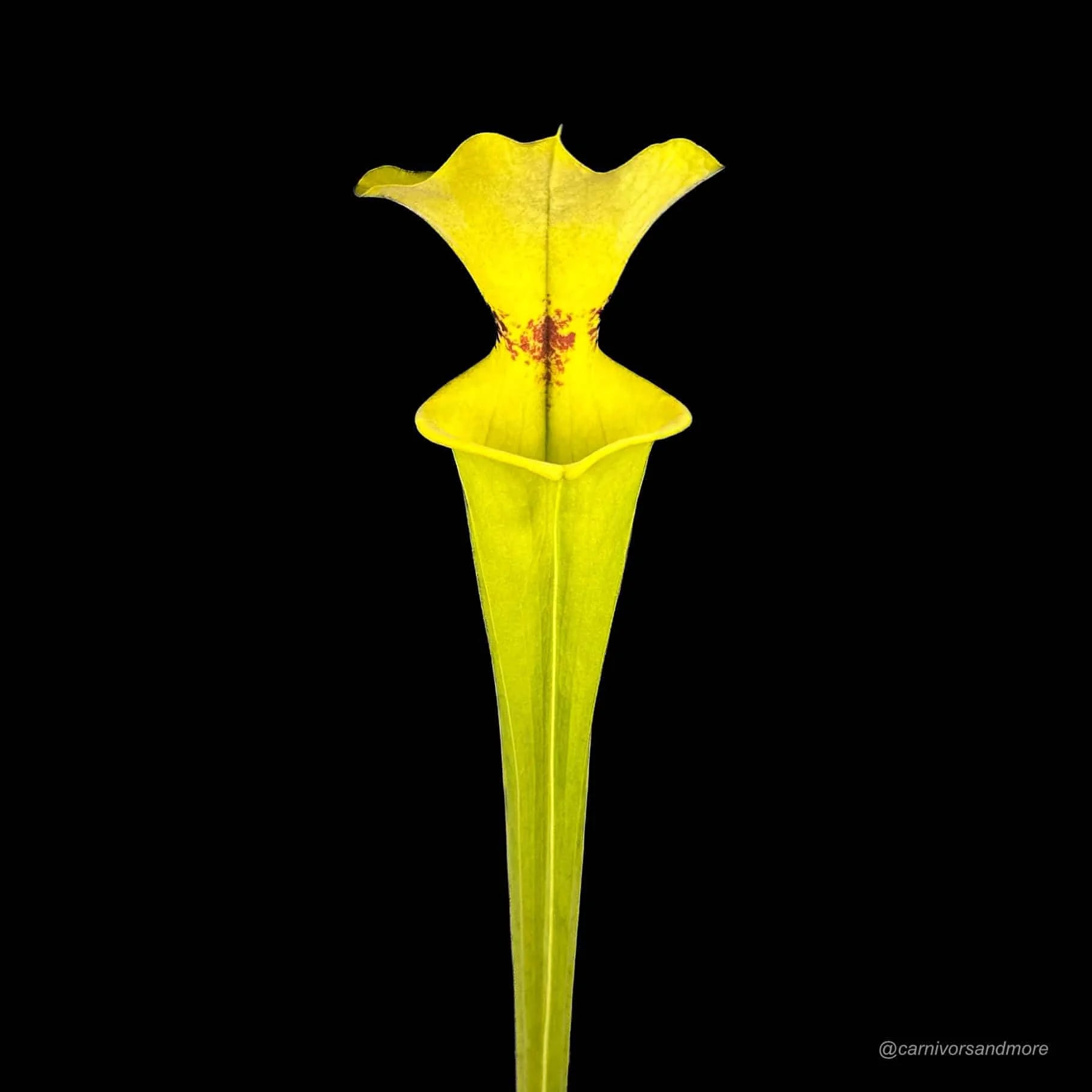 Sarracenia flava var. rugelii, Defuniak Springs, Fl 大森食虫植物農園