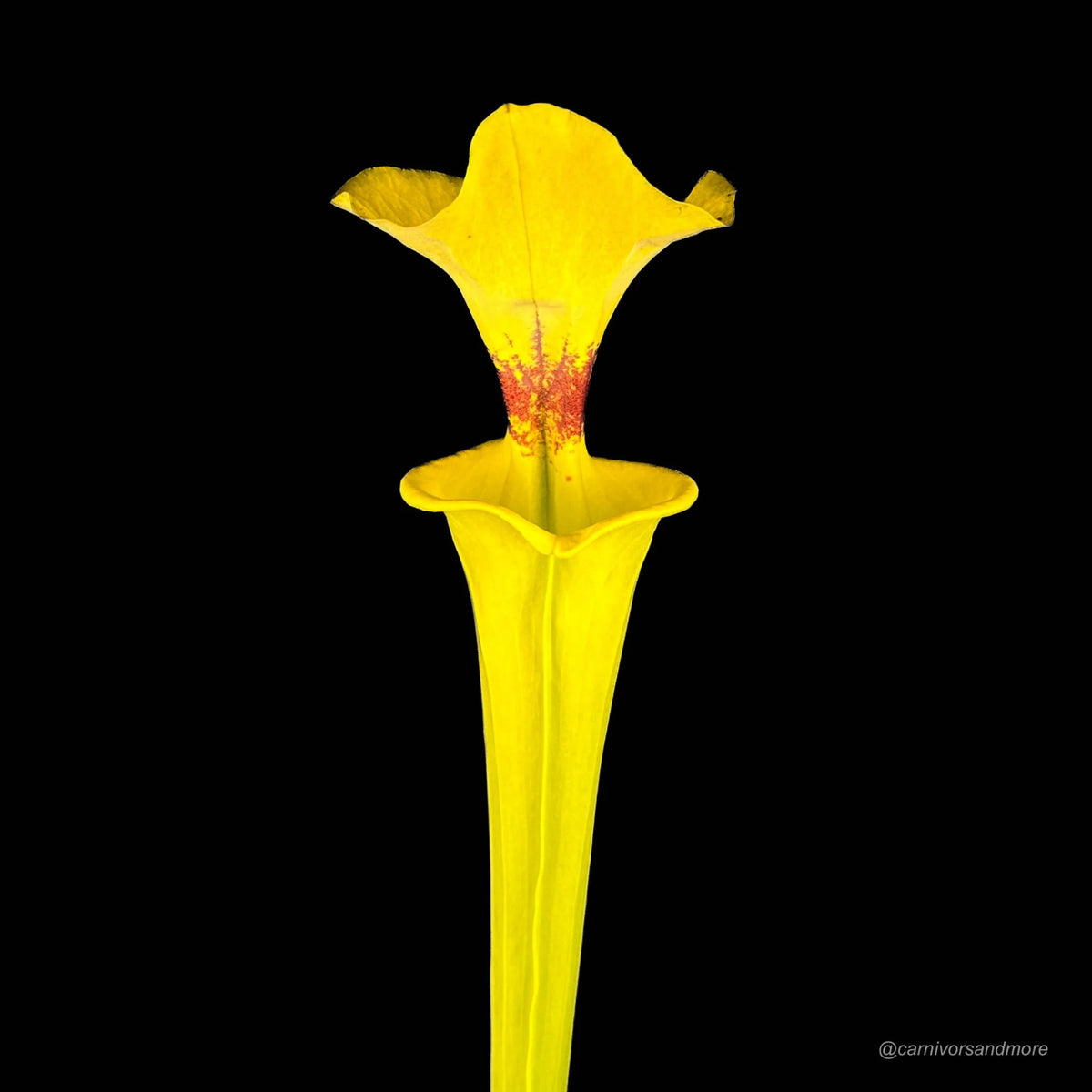 Sarracenia flava var. rugelii, Georgia, ex M. Erbacher 大森食虫植物農園