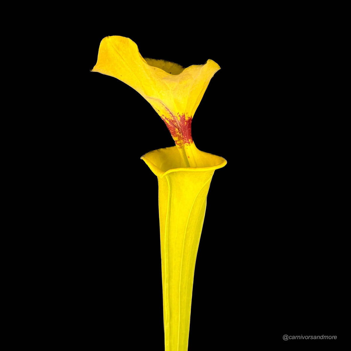 Sarracenia flava var. rugelii, Georgia, ex M. Erbacher 大森食虫植物農園