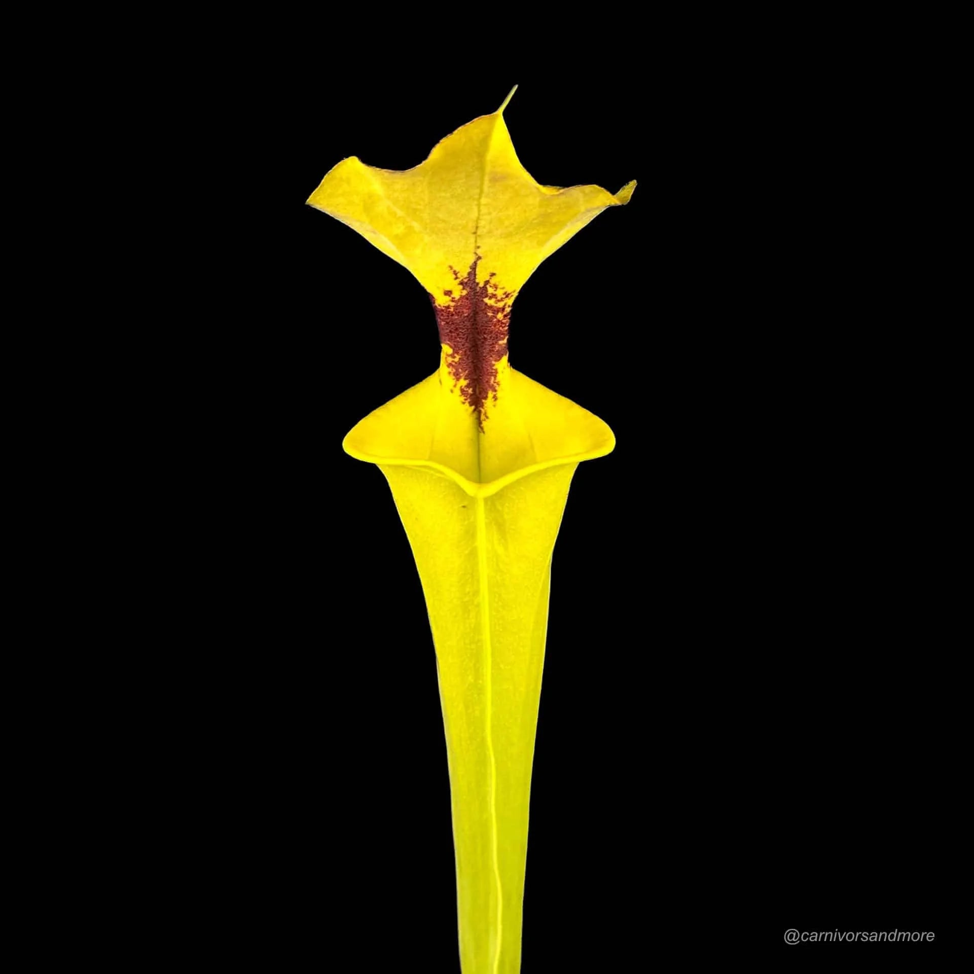 Sarracenia flava var. rugelii, Giant robust clone, MK F 18 大森食虫植物農園