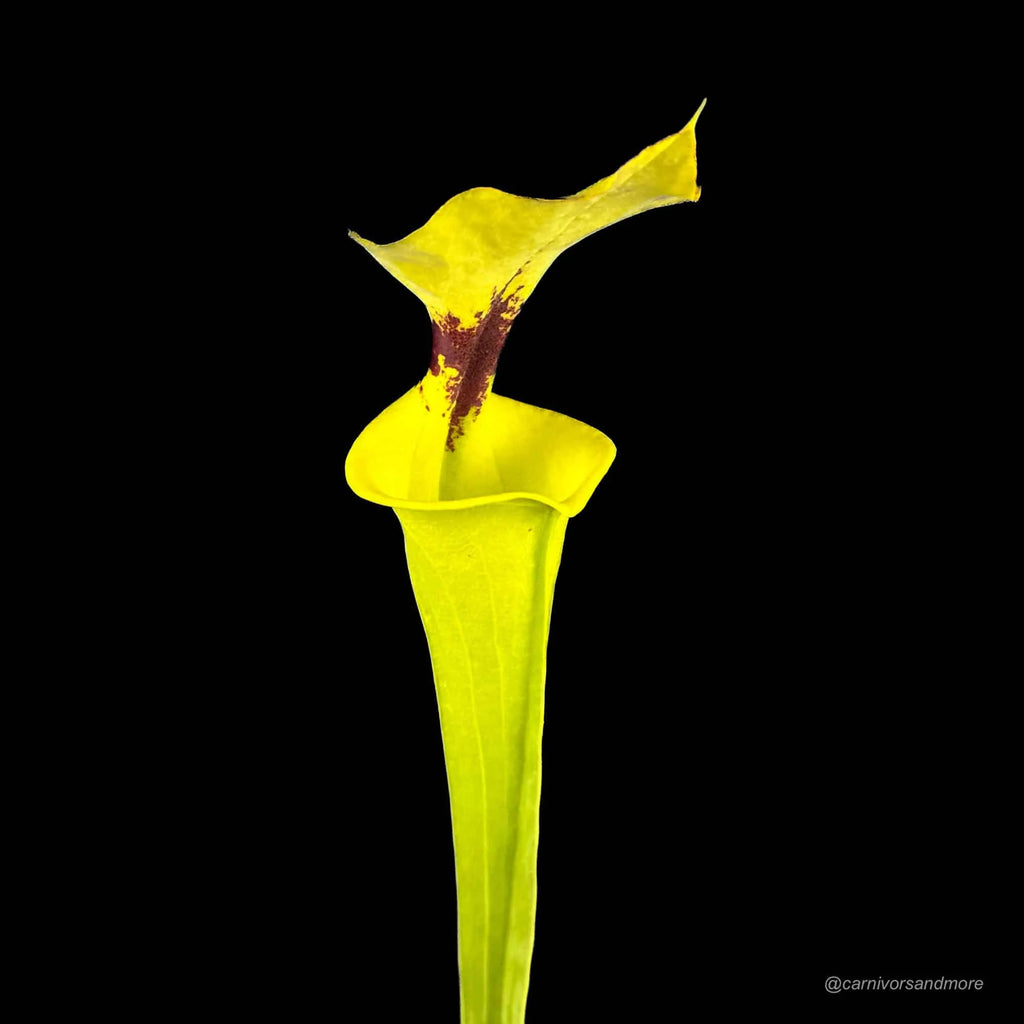 Sarracenia flava var. rugelii, Giant robust clone, MK F 18 大森食虫植物農園