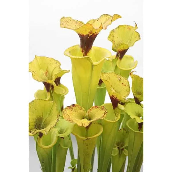 Sarracenia flava var. rugelii, MK F 17, Milton Fl 大森食虫植物農園