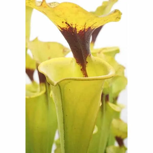 Sarracenia flava var. rugelii, MK F 17, Milton Fl 大森食虫植物農園