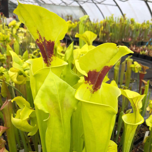Sarracenia flava var. rugelii, MK F 49 大森食虫植物農園
