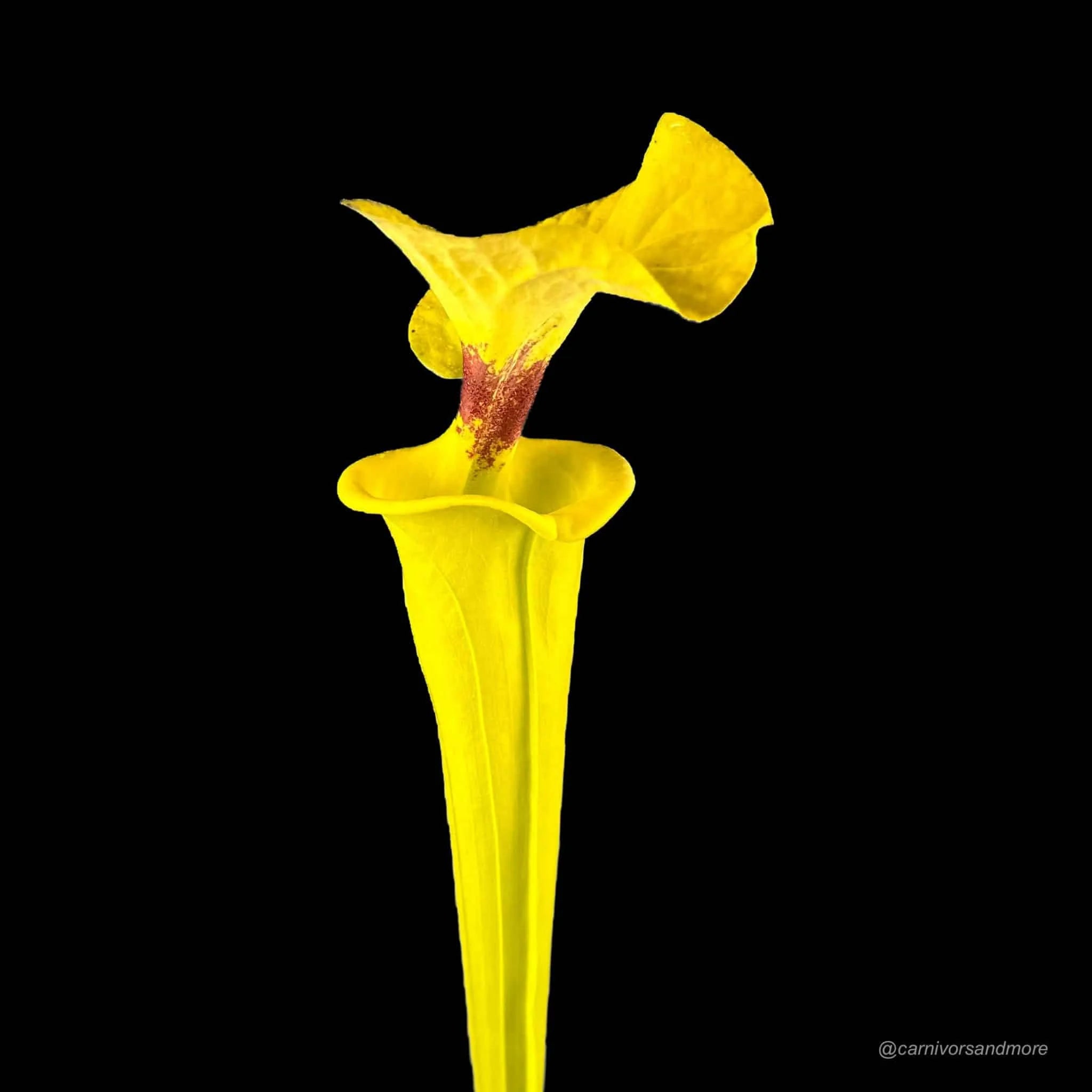 Sarracenia flava var. rugelii, Reading University clone, MK F 143 大森食虫植物農園