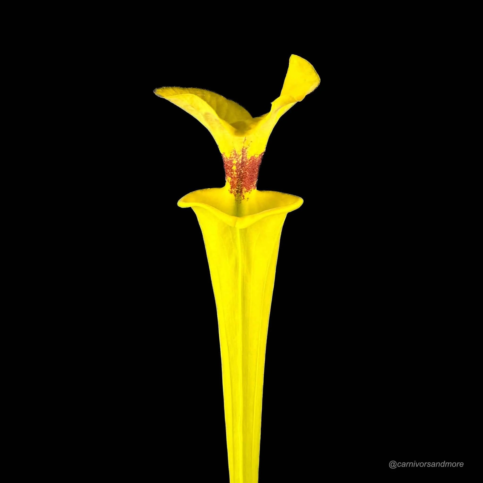Sarracenia flava var. rugelii, Reading University clone, MK F 143 大森食虫植物農園