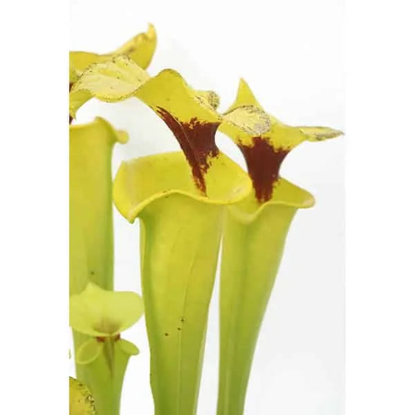 Sarracenia flava var. rugelii, Telogia, Liberty Co, Florida, MK F 140 D 大森食虫植物農園