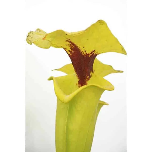 Sarracenia flava var. rugelii, Telogia, Liberty Co, Florida, MK F 140 D 大森食虫植物農園