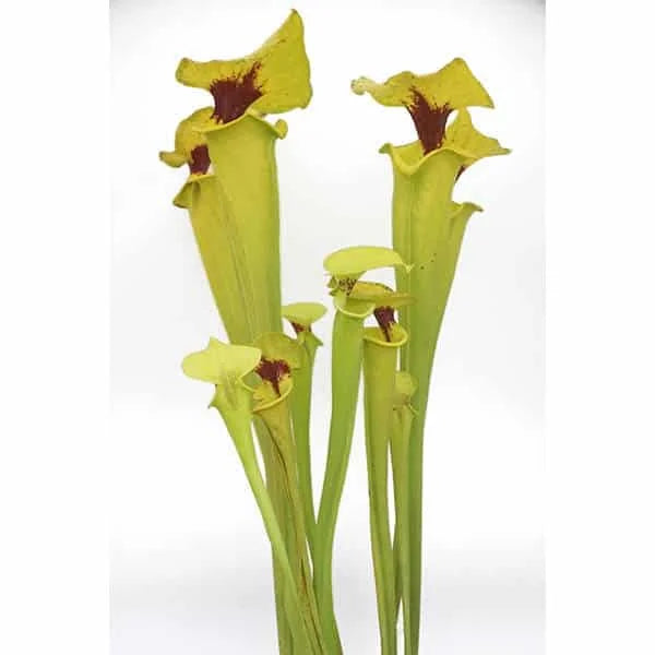 Sarracenia flava var. rugelii, Telogia, Liberty Co, Florida, MK F 140 D 大森食虫植物農園