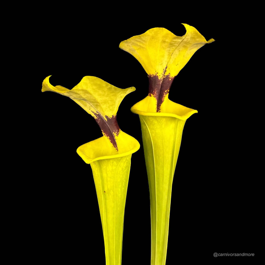 Sarracenia flava var. rugelii „Typical“ 大森食虫植物農園