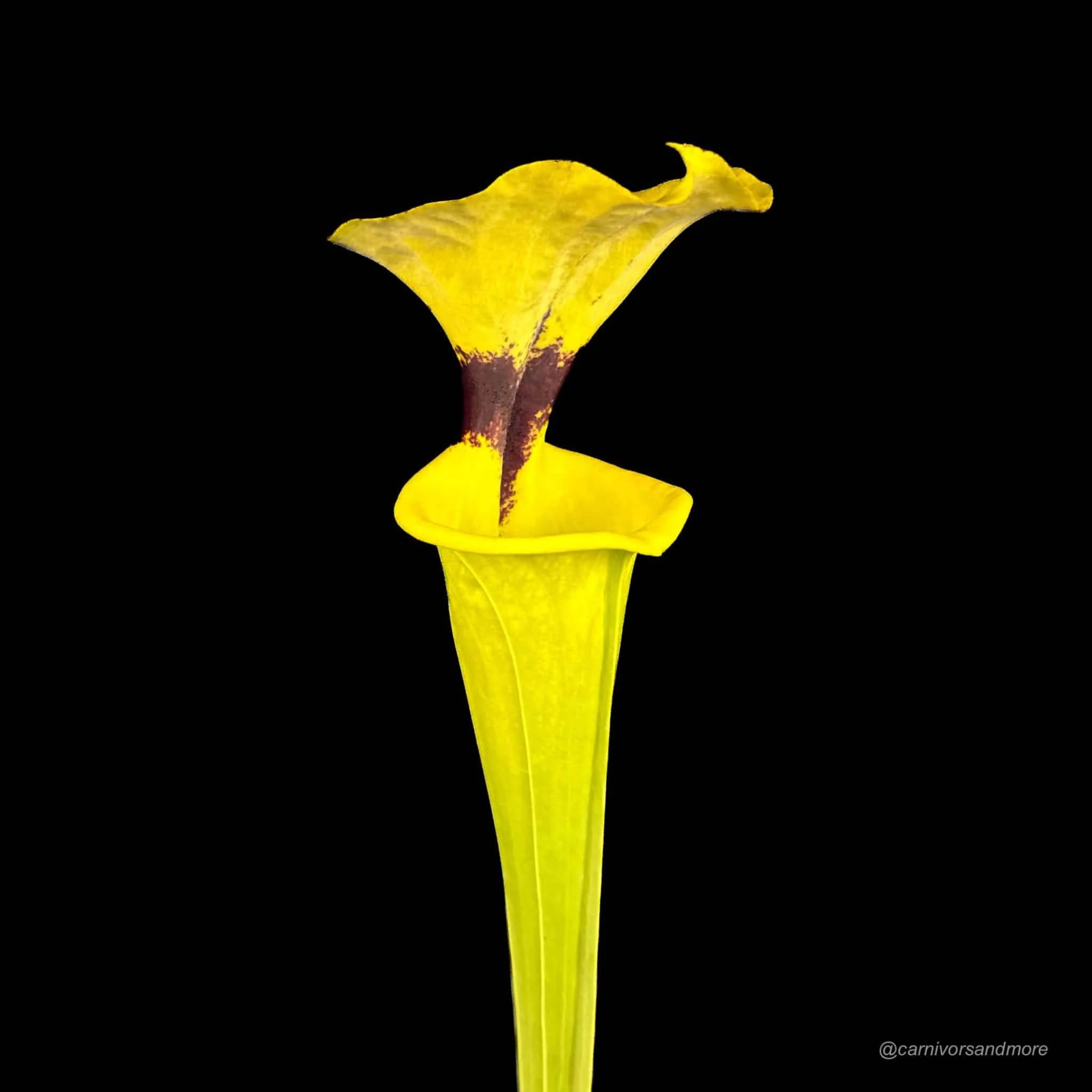 Sarracenia flava var. rugelii „Typical“ 大森食虫植物農園
