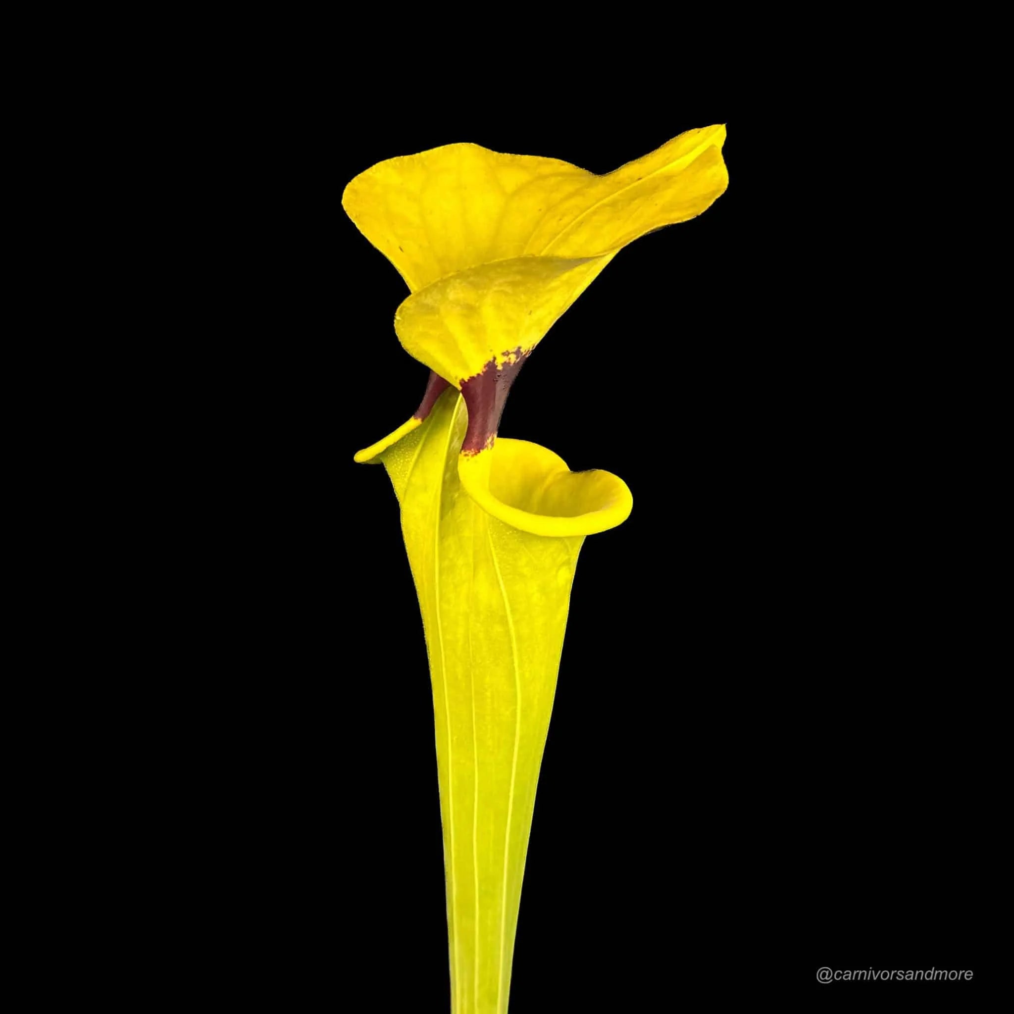 Sarracenia flava var. rugelii „Typical“ 大森食虫植物農園