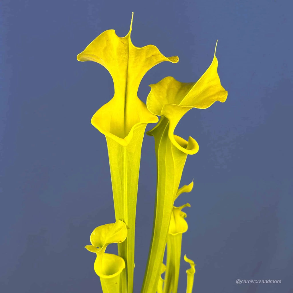 Sarracenia flava var. rugelii, anthocyan free, Telogia 大森食虫植物農園