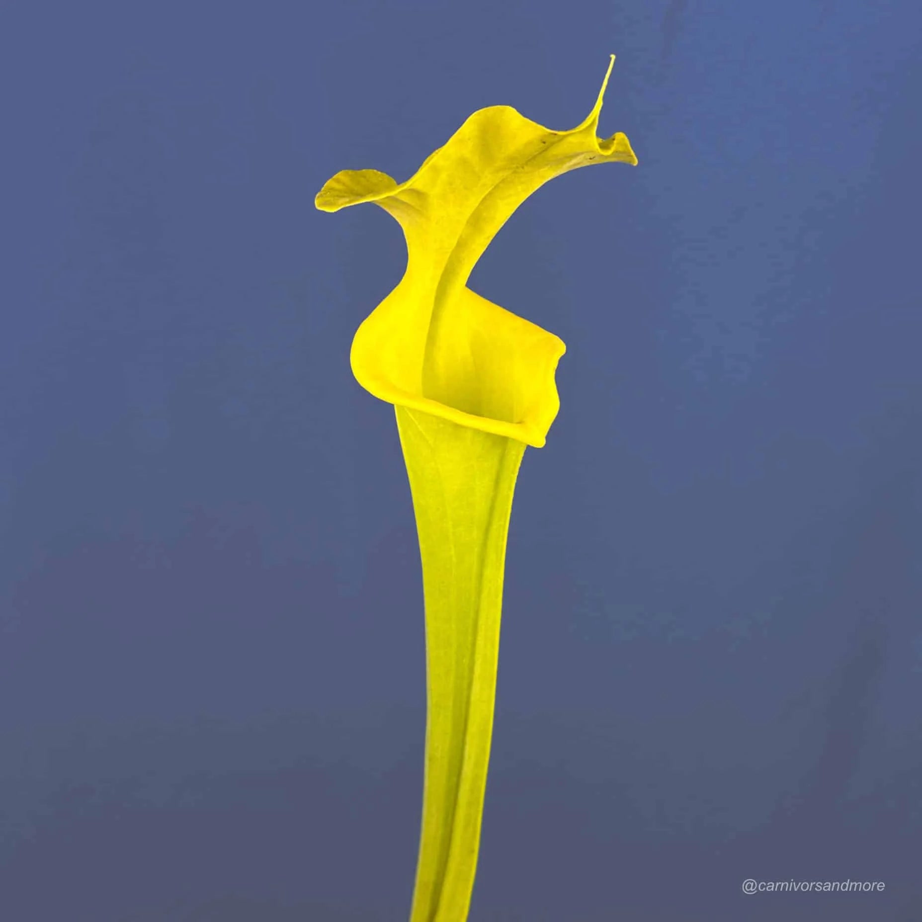 Sarracenia flava var. rugelii, anthocyan free, Telogia 大森食虫植物農園
