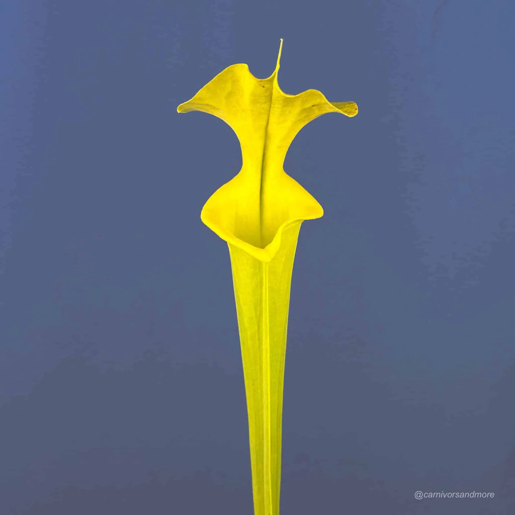 Sarracenia flava var. rugelii, anthocyan free, Telogia 大森食虫植物農園