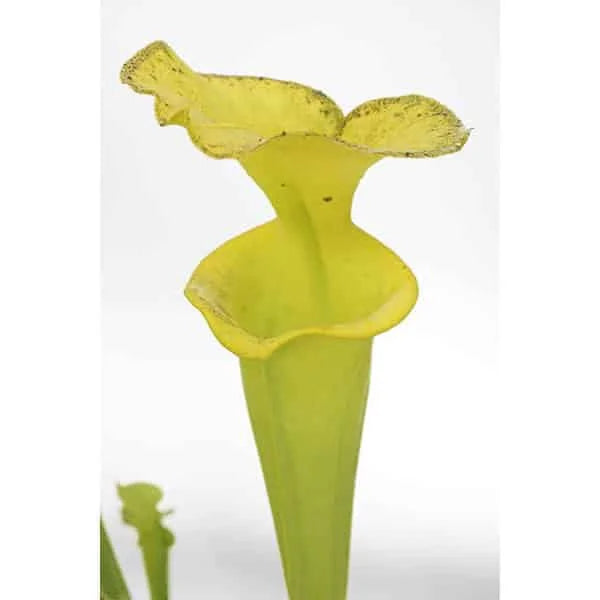 Sarracenia flava var. rugelii, anthocyan free, Telogia 大森食虫植物農園