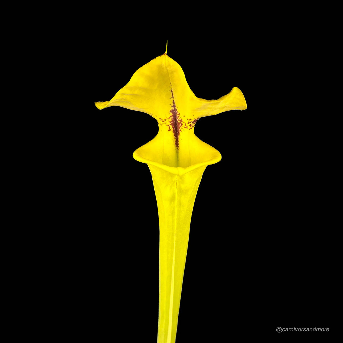 Sarracenia flava var. rugelii, compact robust pitchers 大森食虫植物農園