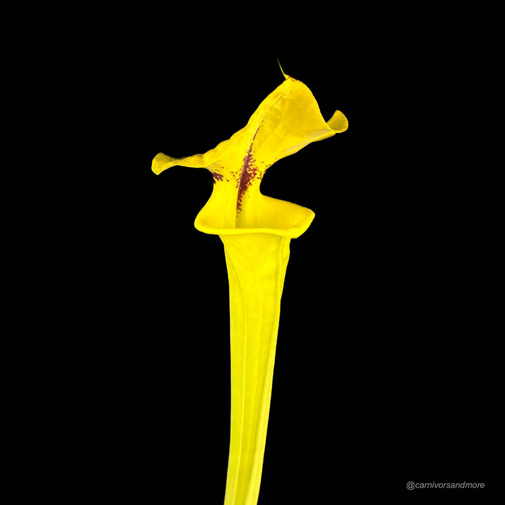 Sarracenia flava var. rugelii, compact robust pitchers 大森食虫植物農園