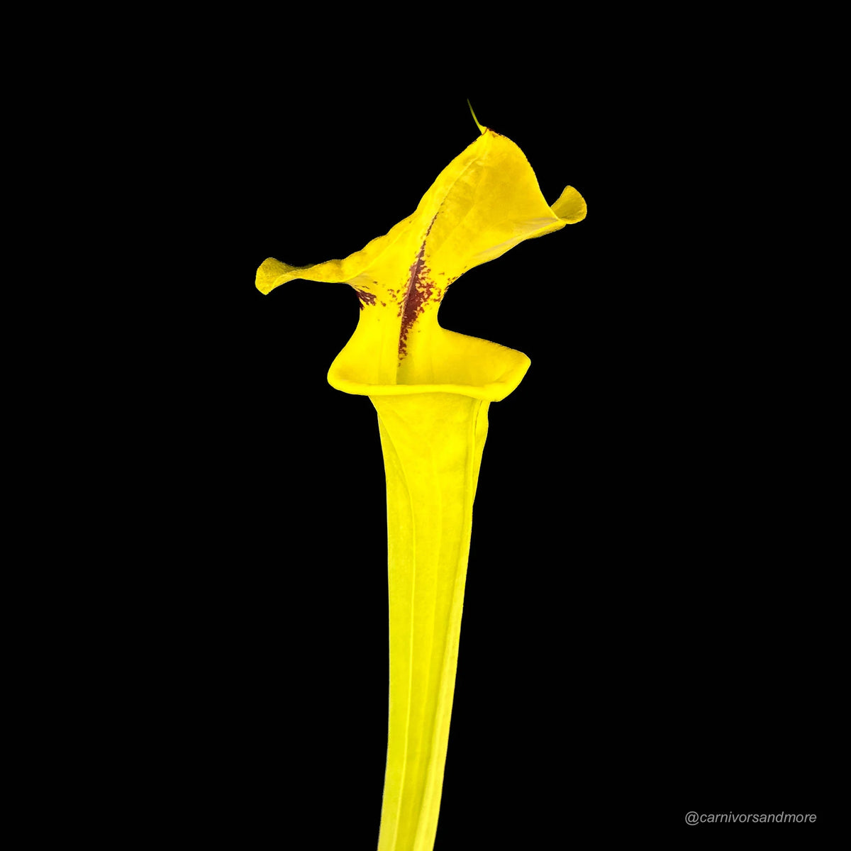 Sarracenia flava var. rugelii, compact robust pitchers 大森食虫植物農園
