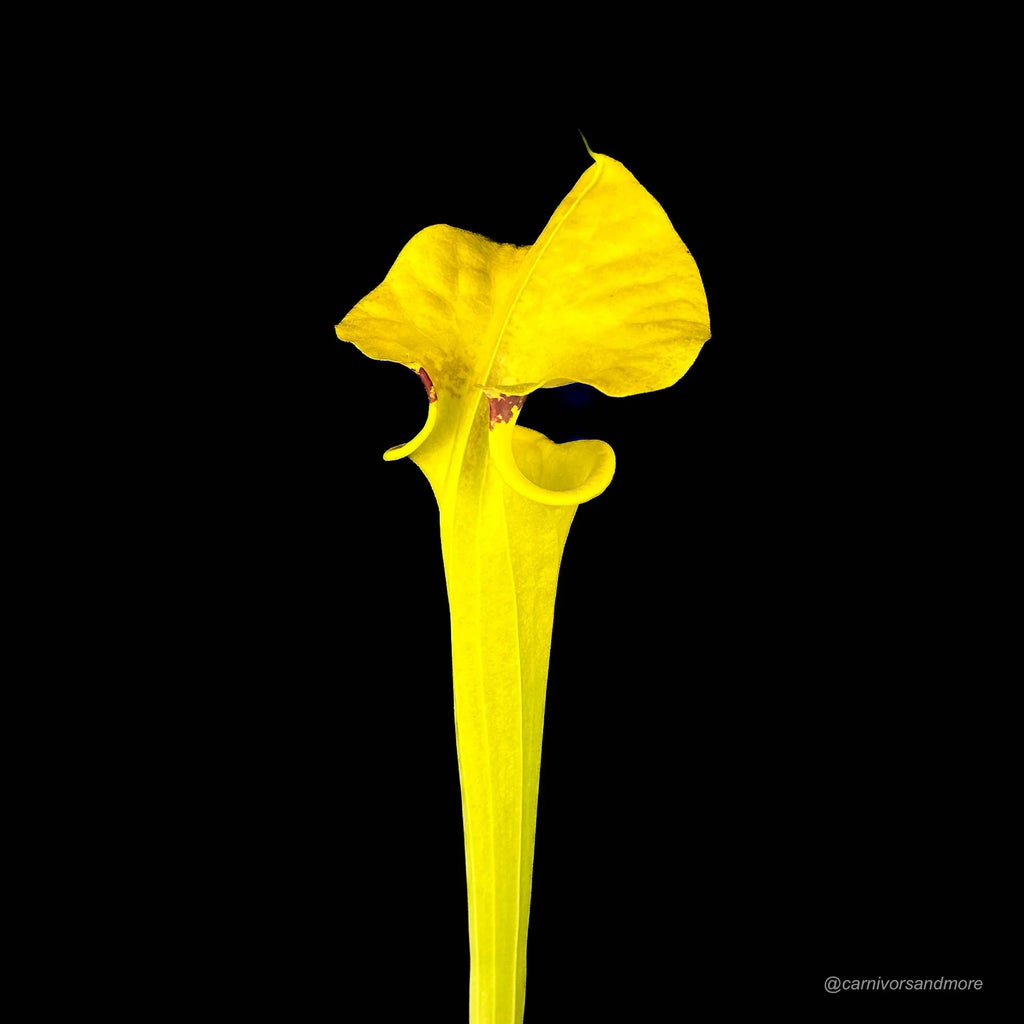 Sarracenia flava var. rugelii, compact robust pitchers 大森食虫植物農園