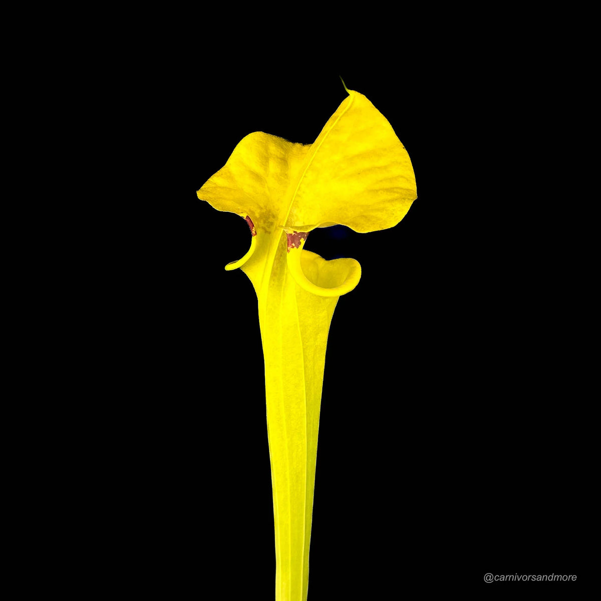 Sarracenia flava var. rugelii, compact robust pitchers 大森食虫植物農園