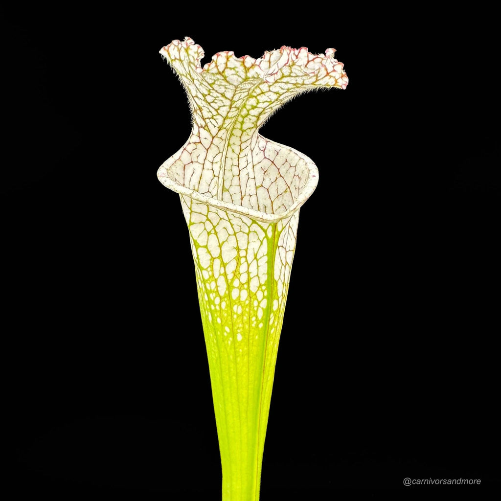 Sarracenia leucophylla 10/3 CK, Blackwater State reserve 大森食虫植物農園