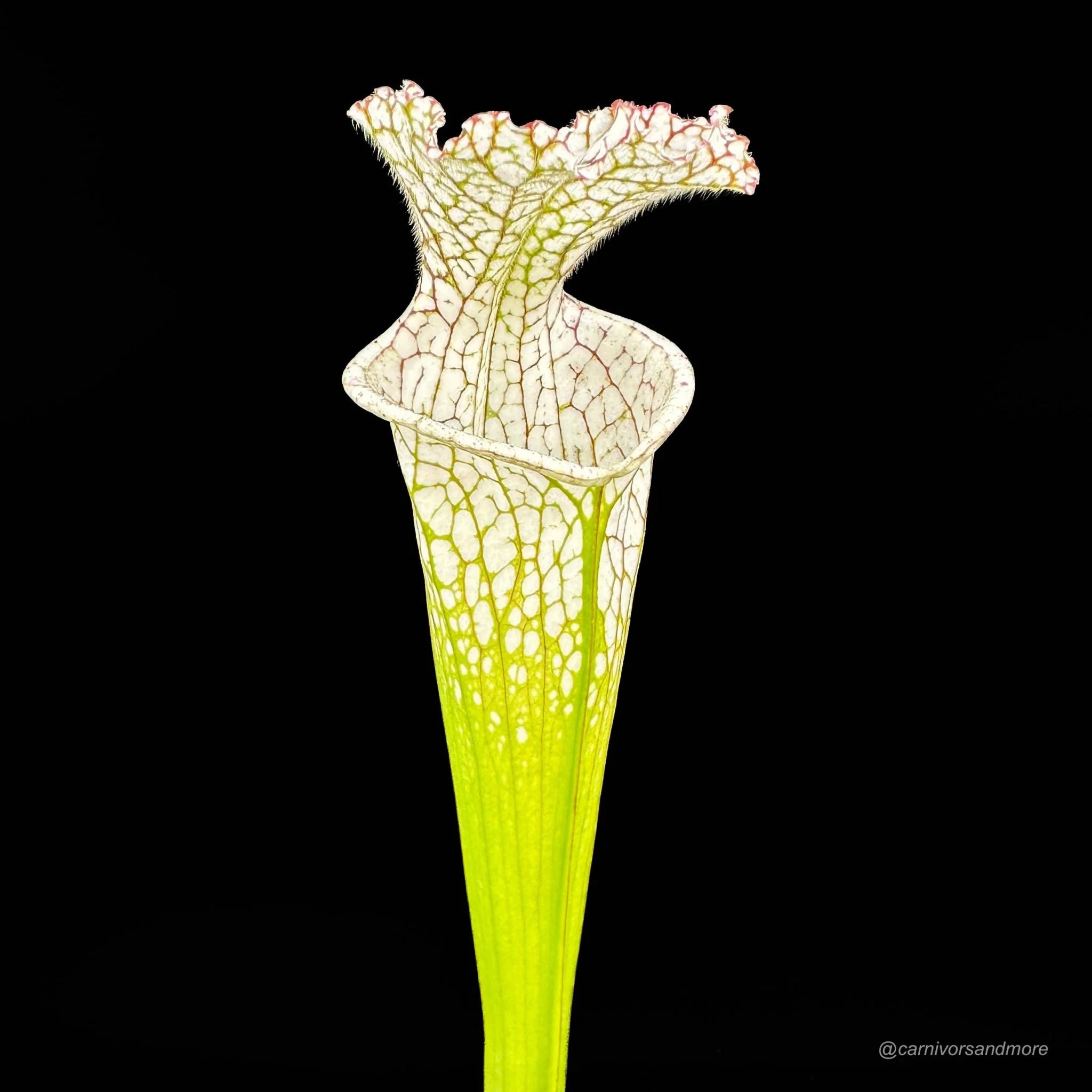 Sarracenia leucophylla 10/3 CK, Blackwater State reserve 大森食虫植物農園