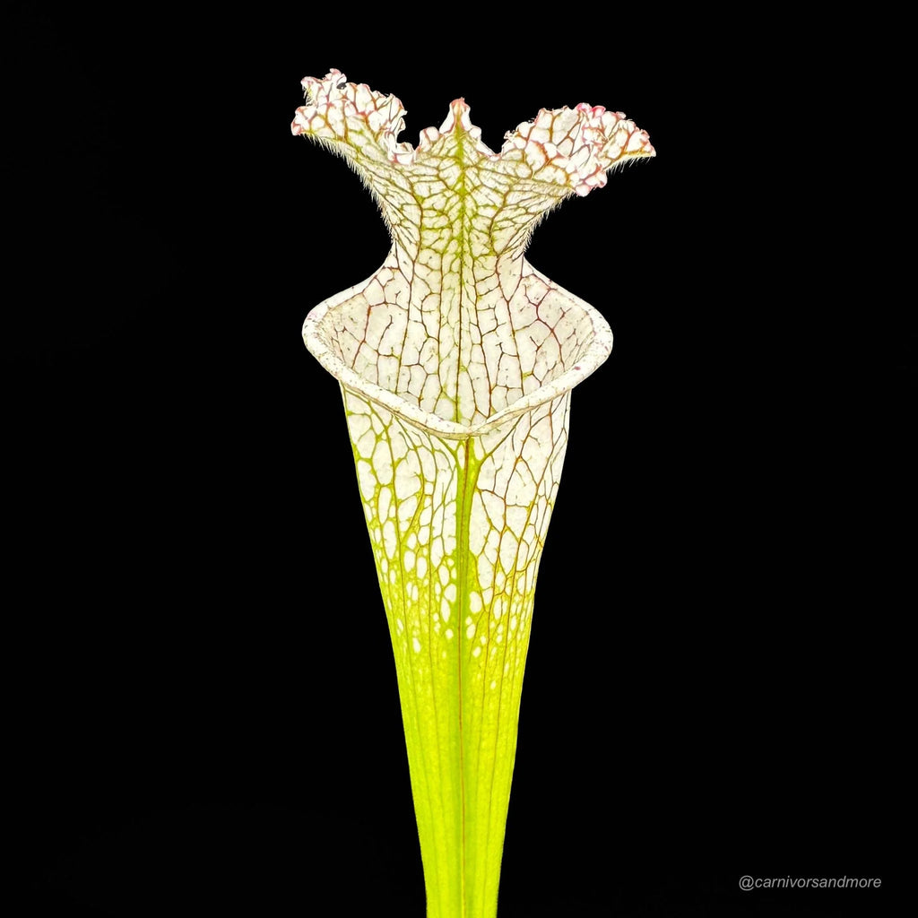 Sarracenia leucophylla 10/3 CK, Blackwater State reserve 大森食虫植物農園